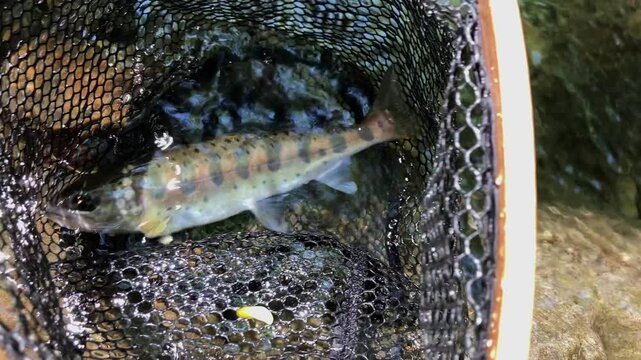 日本の渓流魚のヤマメ