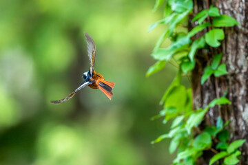 去り行くジョウビタキ