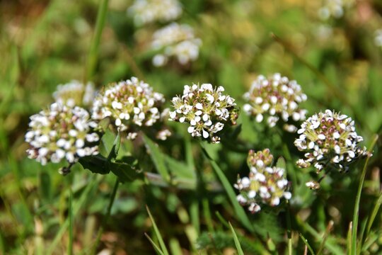 Closeup on an aggregation of unopened  flowerbuds of field peppergrass or pepperweed,  Lepidium campestre.Wilderness in Sweden, Sm&aring;land .