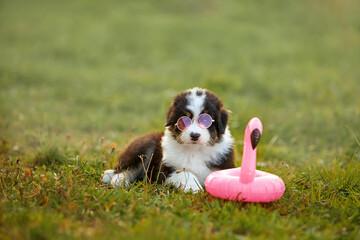 A small black puppy of the Australian Shepherd breed, Aussie sits on the green grass playing. But his muzzle has glasses, humor, entertainment. The concept of goods for animals, banners, articles.