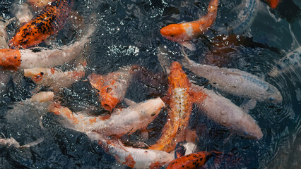 School of red and white river fish waiting in calm water for food supply.