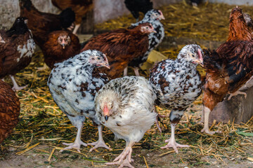 Chicks turned into little chickens in a garden, pullus