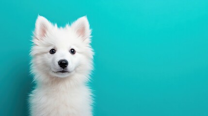 Obraz premium Cute white puppy (1)