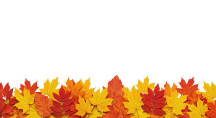 Autumn yellow leaves border on transparent background.