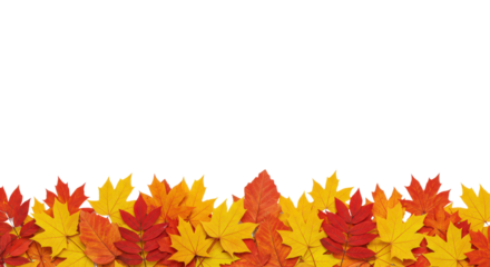 Autumn yellow leaves border on transparent background.