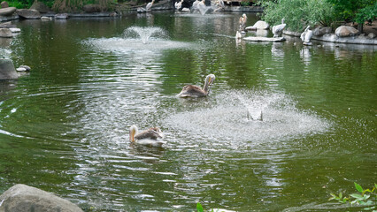 Pelicans bathing peacefully in a calm summer lake surrounded by nature.
