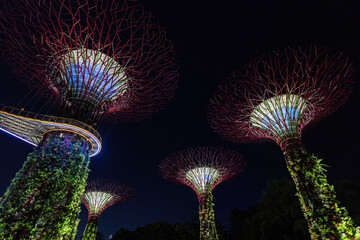 Gardens by the Bay futuristic trees illuminated at night Singapore