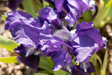 blume lila