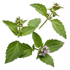 Bhringaraj blooms and leaves are displayed close up showcasing the plant used in Ayurvedic medicine. The details are highlighted revealing natural textures