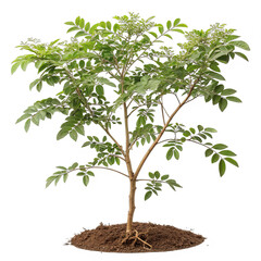 A small Boswellia tree stands against a white background displaying its green leaves and clusters of tiny flowers