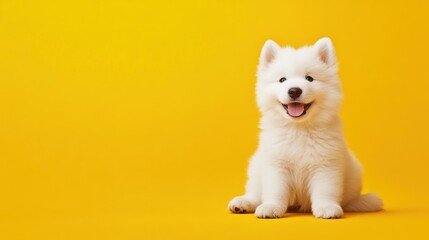 Adorable white puppy sits on yellow background
