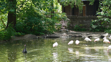 Flamingos and black swans floating on tranquil lake in natural landscape
