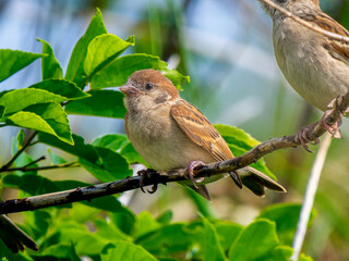 枝にとまるスズメ