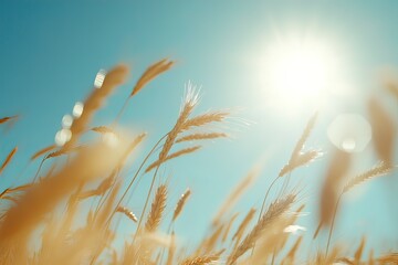 Obraz premium Sunny day, wheat field background, blue sky, close-up of wheat ears, macro photography, high-definition photography, bright colors, natural light, soft tones, clear details, and a warm atmosphere. The