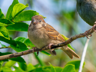 枝にとまるスズメ