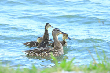 Wild duck family, female with ducklings on the lake
