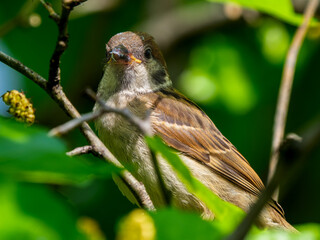 枝にとまるスズメ