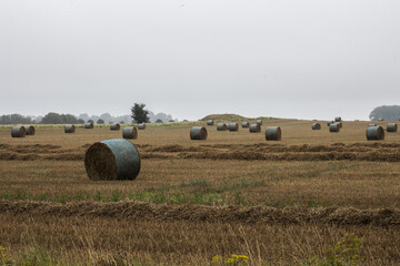 Sk&aring;ne field after harvest
