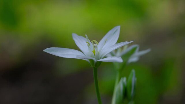 Star of Bethlehem in natural ambient (Ornithogalum umbellatum) - (4K)