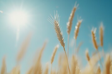 Obraz premium Sunny day, wheat field with the sun shining on it, blue sky in the background, close-up of a golden ear of wheat, macro photography, blurred focus on the grain and sunny background, warm colors, a nat