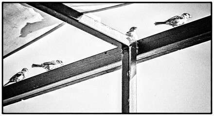 The small birds on a roof