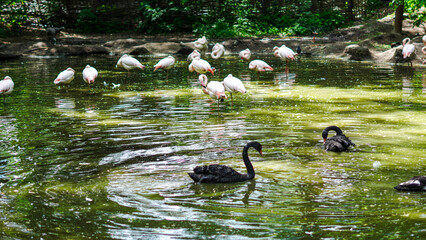 Flamingos and black swans floating on tranquil lake in natural landscape