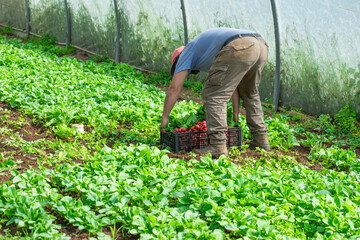 Farmers kneeling for vegetable harvest