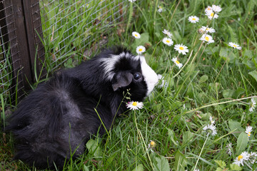 Meerschweinchen rosette tier Nager