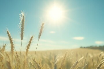 Naklejka premium Wheat field with sun and blue sky in the background. Macro shot, ultra-realistic photography. generative ai