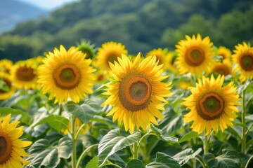 Fototapeta premium sunflower field in the summer on mountain