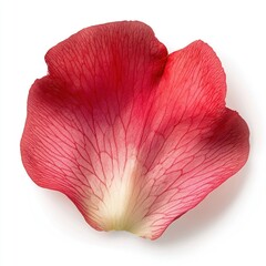 A single Camellia petal photography botanical flower.