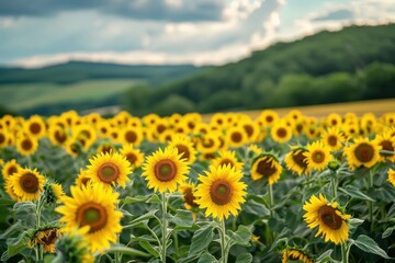 Fototapeta premium sunflowers in the mountains