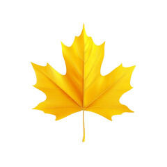 Fototapeta premium Yellow autumn maple leaf, isolate on transparent background
