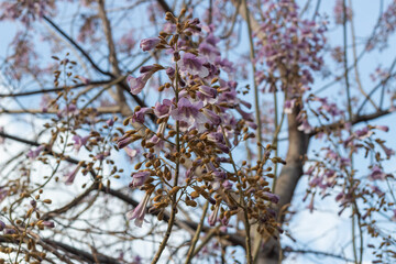 Blooming paulownia tree with clusters of light purple flowers. Flowering paulownia tomentosa tree known as kiri or princess tree evokes serenity and spring beauty