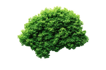 Obraz premium Lush green tree canopy, dense leafy foliage texture, vibrant natural greenery for landscaping and ecology design isolated on Transparent Background