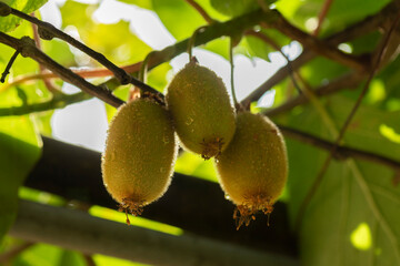 Actinidia chinensis or deliciosa fruit, green kiwifruit, fuzzy kiwifruit. Kiwi leaves, Actinidia scion, green leaves on sunny day, backlight