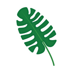 monstera leaves. tropical plant