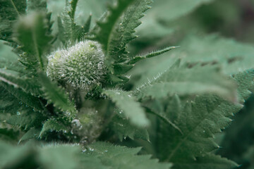 Poppy leaves and buds with rain drops close up view, macro garden wildflowers