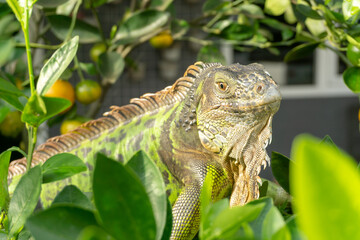 Iguana in its natural habitat among leaves and citrus fruit