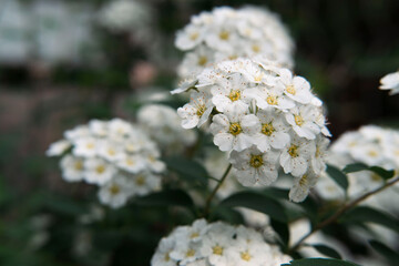 Spirea blooming bush close up view, macro white tiny spring flowers