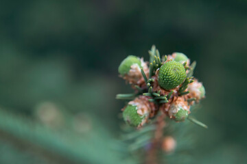 Growing young twigs and buds of spruce tree close up view, macro nature of Ukraine