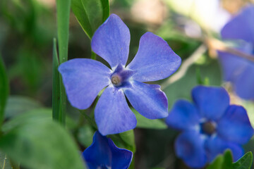 Garden purple periwinkle blooming flowers close up view, macro flower photography