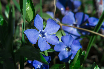 Garden purple periwinkle blooming flowers close up view, macro flower photography