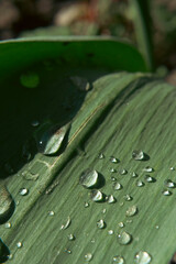 Garden long leaves with rain drops close up view, macro shot of nature