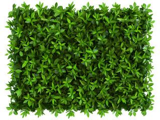 Fototapeta premium A lush green hedge with vibrant leaves, symbolizing natural beauty and environmental harmony.