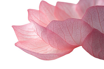 Fototapeta premium Delicate Pink Petals on Black Close Up Macro Shot of Floral Veins Texture and Organic Beauty on transparent background
