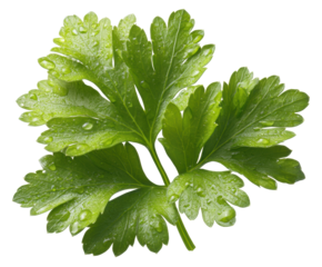 Fresh green parsley leaves with water droplets glistening, cut out transparent