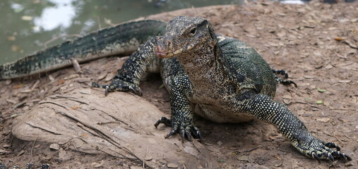 Obraz premium Spotted Bangkok's urban wildlife in a public park