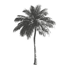 Palm tree silhouette stipple photocopy element. Tropical tree elements for vacation booklet in tattoo for mixed media design.