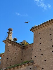 Colonie de Cigognes sur l'&eacute;glise San Miguel &agrave; Alfaro